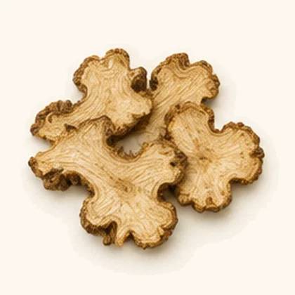 Atractylodes (Atractylodes)