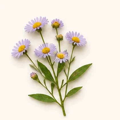 Lifeflower® breviscapine (Erigeron breviscapus)