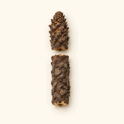 Cistanche (Cistanche)