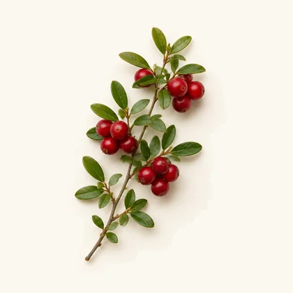 Cranberry extract (Vaccinium macrocarpon)