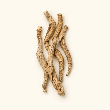 Cynanchum root (Cynanchum otophyllum)