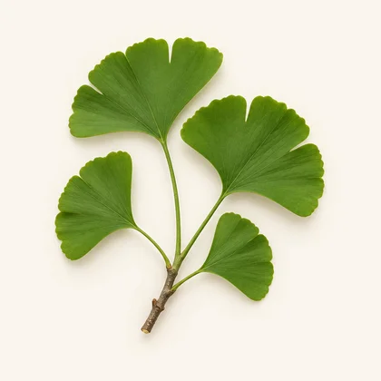 イチョウ葉エキス(Ginkgo biloba)