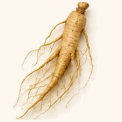 Ginseng (Panax)