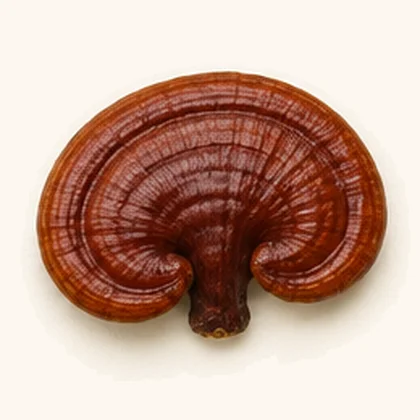 Linzhi (reishi) (Ganoderma lucidum)