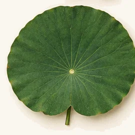 Lotus leaf (Nelumbo nucifera)