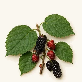 Mulberry (Morus)