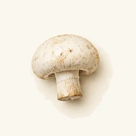 White button mushroom (Agaricus bisporus)
