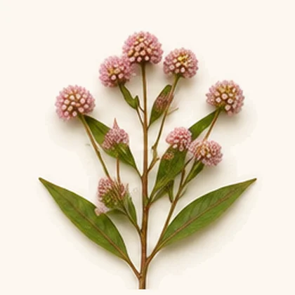 Polygonum capitatum extract (Polygonum capitatum)