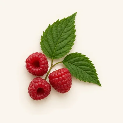 ラズベリーエキス(Rubus idaeus)