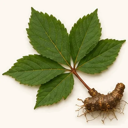 Rodgersia (Rodgersia sambucifolia)