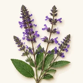 Red sage (Danshen) (Salvia miltiorrhiza)