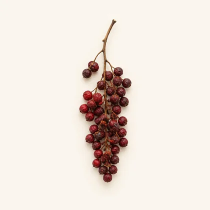 シサンドラ(五味子)エキス(Schisandra chinensis)